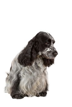 isolated portrait of english cocker spaniel, european champion, breeding station