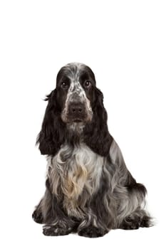 isolated portrait of english cocker spaniel, european champion, breeding station