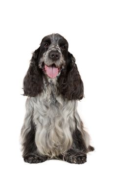 isolated portrait of english cocker spaniel, european champion, breeding station