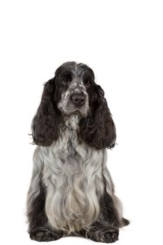 isolated portrait of english cocker spaniel, european champion, breeding station