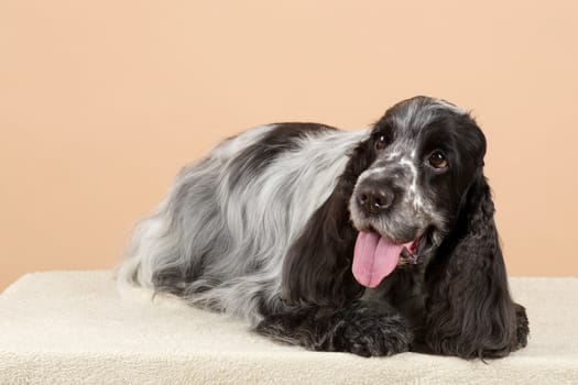 portrait of english cocker spaniel, european champion, breeding station