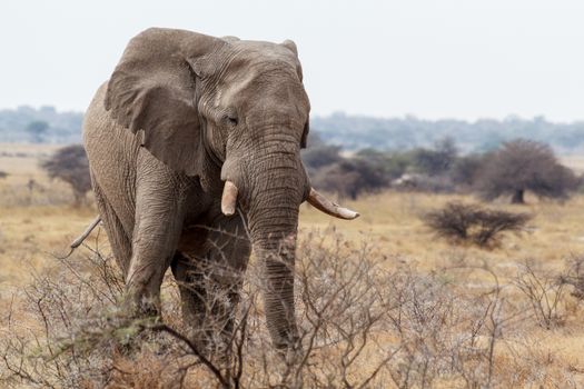 Portrait of african elephants, Etosha national Park, Ombika, Kunene, Namibia. True wildlife photography