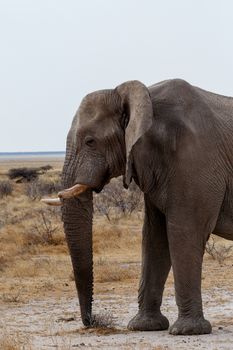 Portrait of african elephants, Etosha national Park, Ombika, Kunene, Namibia. True wildlife photography