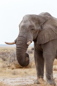Portrait of african elephants, Etosha national Park, Ombika, Kunene, Namibia. True wildlife photography