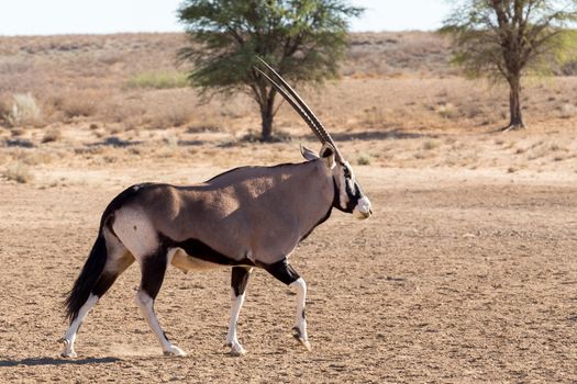 Gemsbok, Oryx gazella,dominant Gemsbok antelope in the park, Kgalagadi, South Africa