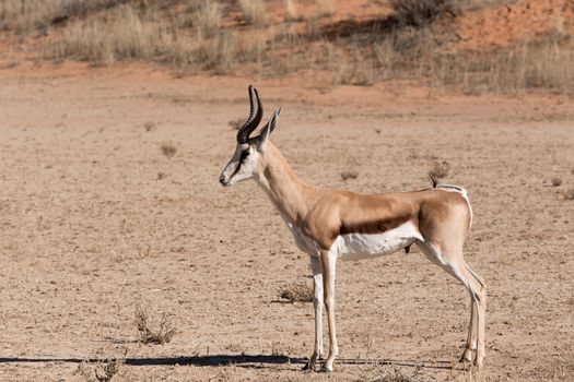 Portrait of Springbok Antidorcas marsupialis, Kgalagadi Transfontier park, South Africa. True wildlife photography