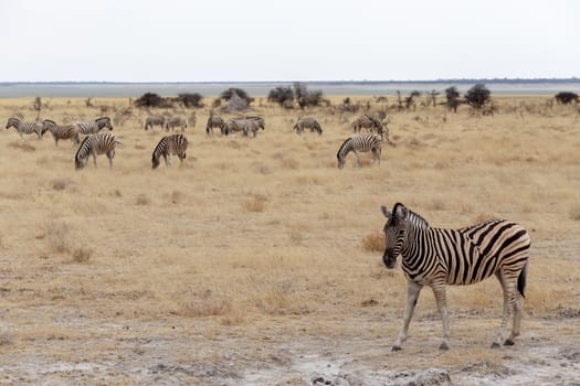 Zebra in african bush. Etosha national Park, Ombika, Kunene, Namibia. True wildlife photography