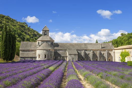 Famous Abbey of Senanque and lavender flowers. France.