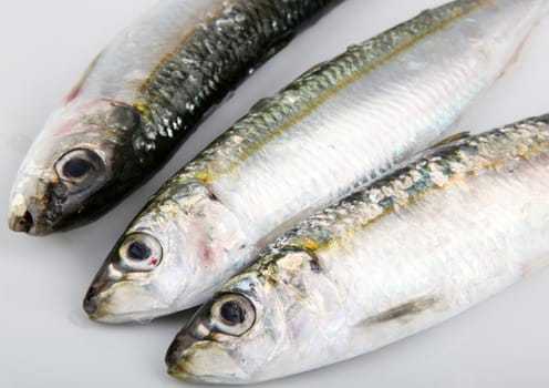 Fresh Sardines