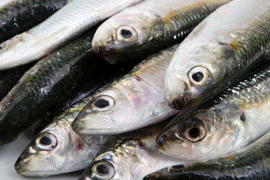 Fresh Sardines