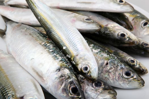 Fresh Sardines