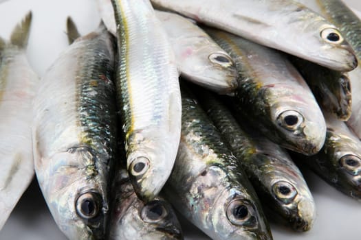Fresh Sardines