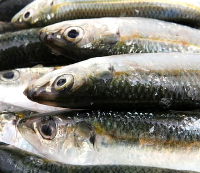 Fresh Sardines