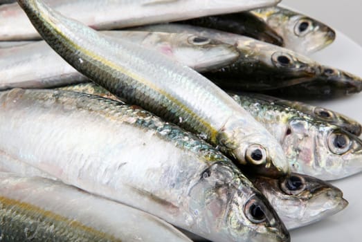 Fresh Sardines