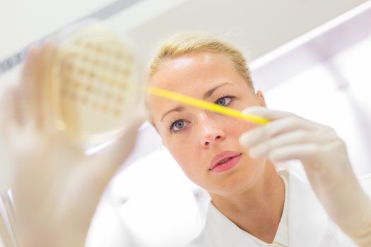 Female life science professional observing cell culture samples on LB agar medium in petri dish.  Scientist grafting bacteria in microbiological analytical laboratory .  Focus on scientist's eye.