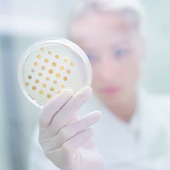 Life science professional observing cell culture samples on LB agar medium in petri dish.  Scientist grafting bacteria in microbiological analytical laboratory.  Focus on agar plate trough glass.