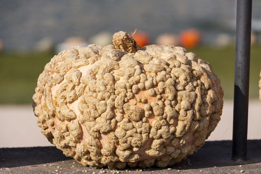 Warzenkürbis Cucurbita Maxima pumpkin pumpkins from autumn harvest on a market