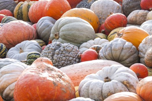 Different maxima and pepo cucurbita pumpkin pumpkins from autumn harvest on a market