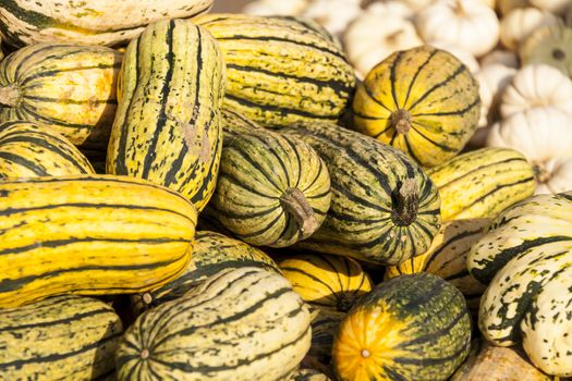 Delicata sweet Potato cucurbita pumpkin pumpkins from autumn harvest on a market