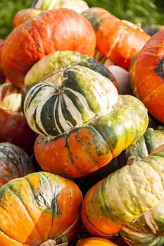 Bischofsmütze Turk Turban cucurbita pumpkin pumpkins from autumn harvest on a market