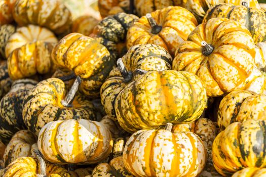 Sweet Lightning Microwave cucurbita pumpkin pumpkins from autumn harvest on a market