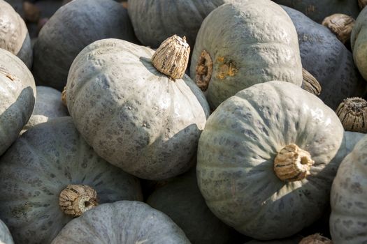 Blue blauer Hokkaido cucurbita pumpkin pumpkins from autumn harvest on a market