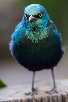 Glossy Starling Bird with staring yellow eyes and beautiful irridescent feathers