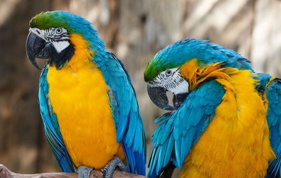 Portrait of a Macaw parrots with a big curved beaks and beautiful feathers
