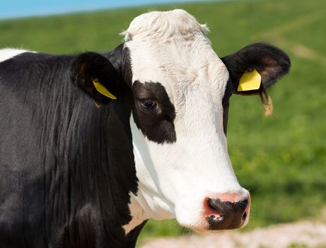Head of black and white cow against a green pasture