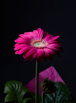 Purple gerbera flower