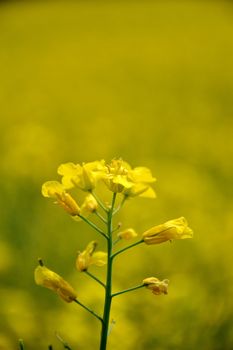 Rape flower