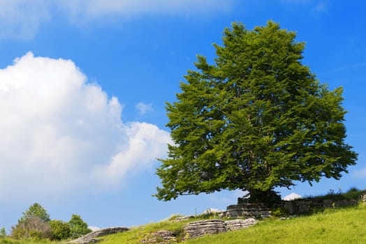 Lonely Beech Tree on blue sky with clouds in the Regional Natural Park of Lessinia, Veneto, Verona, Italy