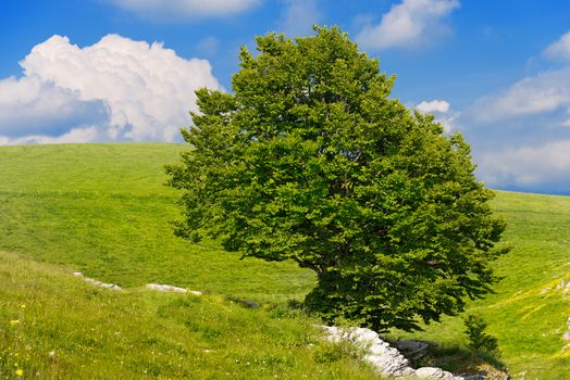 Lonely Beech Tree on blue sky with clouds in the Regional Natural Park of Lessinia, Veneto, Verona, Italy