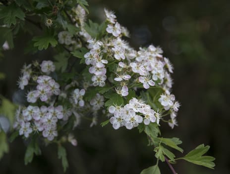 closeup of small blossom flowers