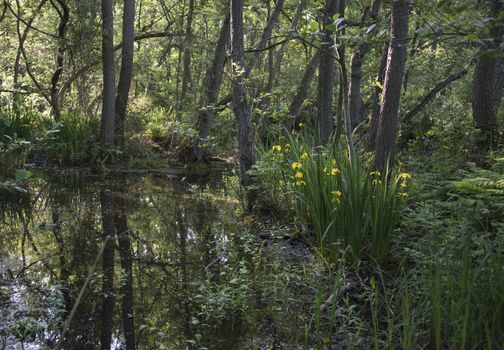 pond in forest