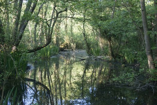 pond with water inside the green forest