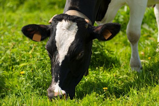 Close up of head of black and white cow while eating the green grass of a meadow