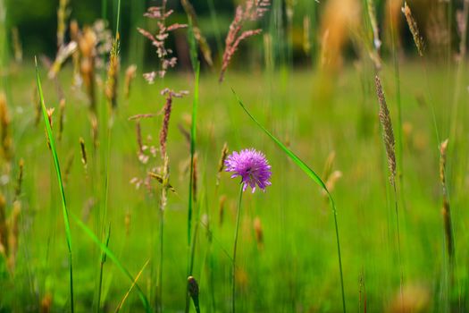 View of delicious pink countryside flowers