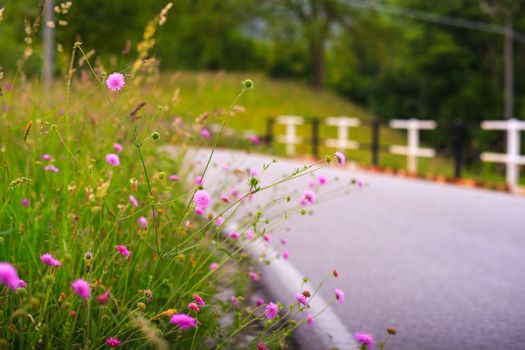 View of delicious pink countryside flowers