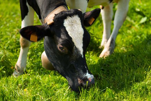 Close up of head of black and white cow while eating the green grass of a meadow