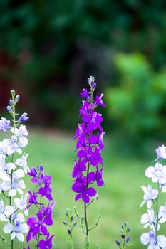 violet, white and blue Delphinium in the garden