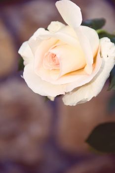 pink background with big beige vintage rose