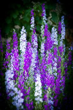 violet, white and blue Delphinium in the garden