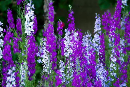 violet, white and blue Delphinium in the garden