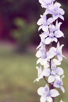  big blue Delphinium in the summer garden