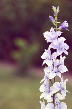  big blue Delphinium in the summer garden