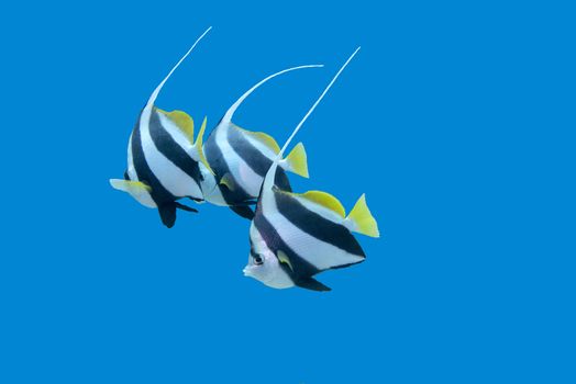  bannerfishes in tropical sea on a background of blue water, underwater