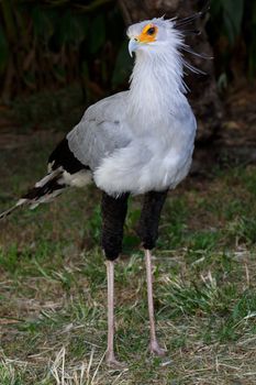 Secretary Bird of Prey with long legs and pretty feathers