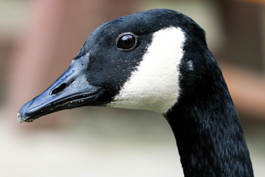 Portrait of a Canada Goose with black beak and alert look