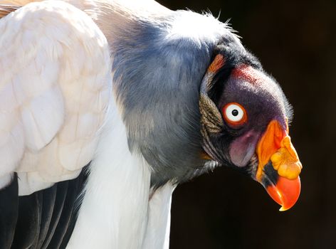 Striking King Vulture bird with large orange beak